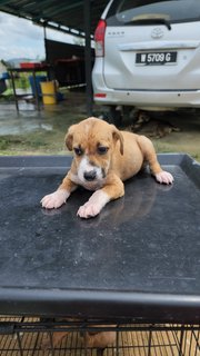 Harry - Mixed Breed Dog