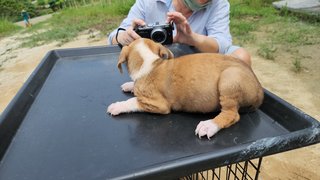 Harry - Mixed Breed Dog