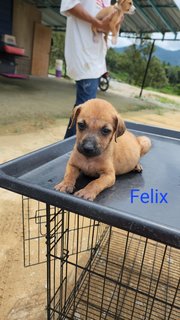 Felix - Mixed Breed Dog