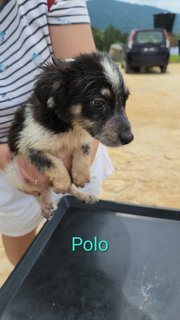 Polo - Mixed Breed Dog