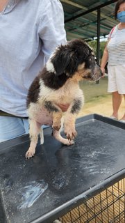 Polo - Mixed Breed Dog