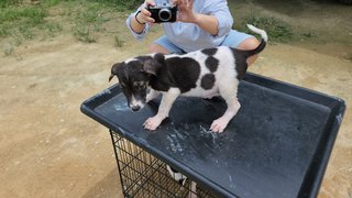 Moo Moo - Mixed Breed Dog