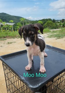 Moo Moo - Mixed Breed Dog