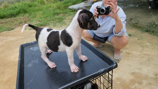 Moo Moo - Mixed Breed Dog