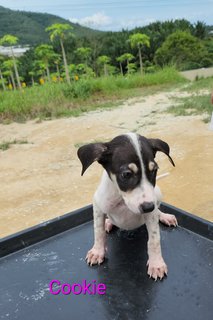 Cookie Girl - Mixed Breed Dog