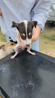 Cookie Girl - Mixed Breed Dog