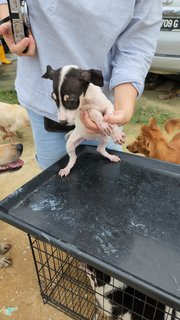 Cookie Girl - Mixed Breed Dog