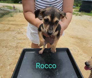 Rocco Boy - Mixed Breed Dog