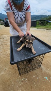 Rocco Boy - Mixed Breed Dog