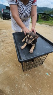 Rocco Boy - Mixed Breed Dog