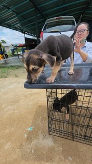 Rocco Boy - Mixed Breed Dog