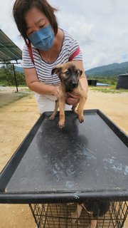 Puffy - Mixed Breed Dog