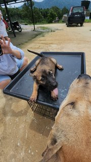 Puffy - Mixed Breed Dog