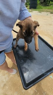 Puffy - Mixed Breed Dog