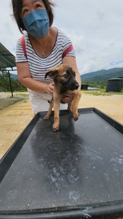 Puffy - Mixed Breed Dog