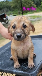 Bouffie - Mixed Breed Dog