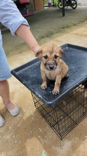 Bouffie - Mixed Breed Dog