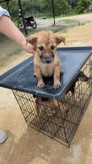 Bouffie - Mixed Breed Dog