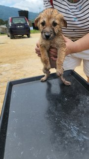 Bouffie - Mixed Breed Dog