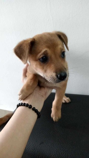 Nen Nen Puppies  - Mixed Breed Dog