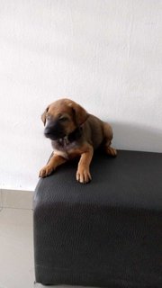 Nen Nen Puppies  - Mixed Breed Dog