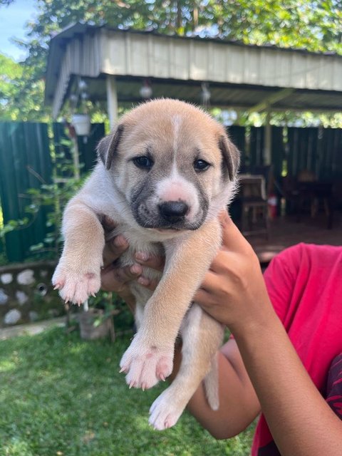 Gaby - Mixed Breed Dog