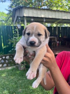 Gaby - Mixed Breed Dog