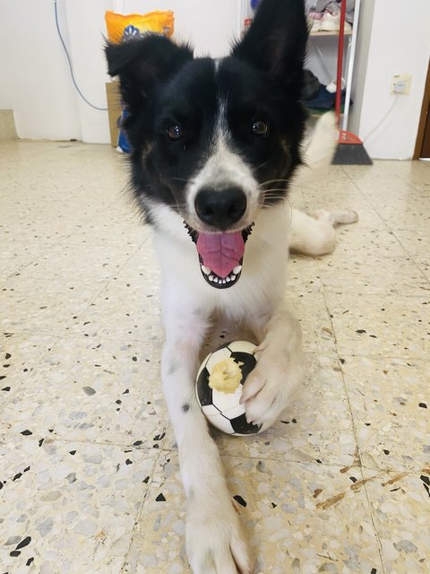 Bailey   - Border Collie Dog