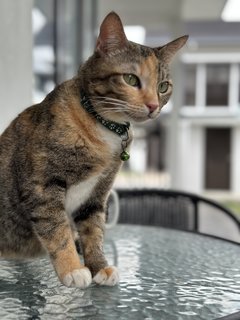 Mimi - Calico Cat