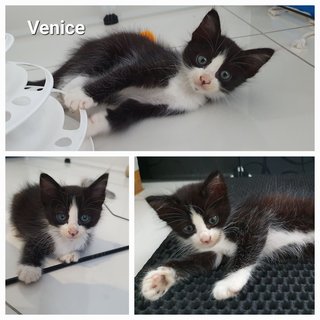 Venice, Wesley, Xander - Domestic Medium Hair Cat