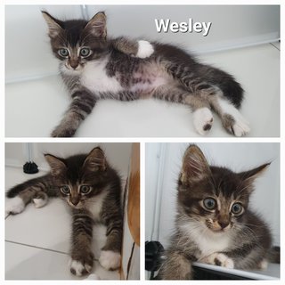 Venice, Wesley, Xander - Domestic Medium Hair Cat