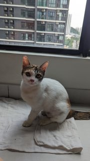 Mimi - Calico + Domestic Short Hair Cat