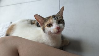 Mimi - Calico + Domestic Short Hair Cat