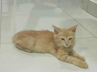 Gingy - Domestic Long Hair Cat