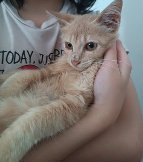 Gingy - Domestic Long Hair Cat