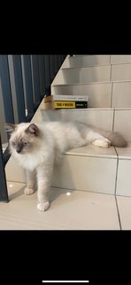 Cookie - Ragdoll Cat