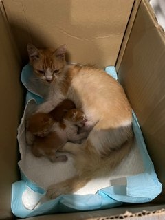 Shirley &amp; 2 Kittens - Domestic Short Hair Cat