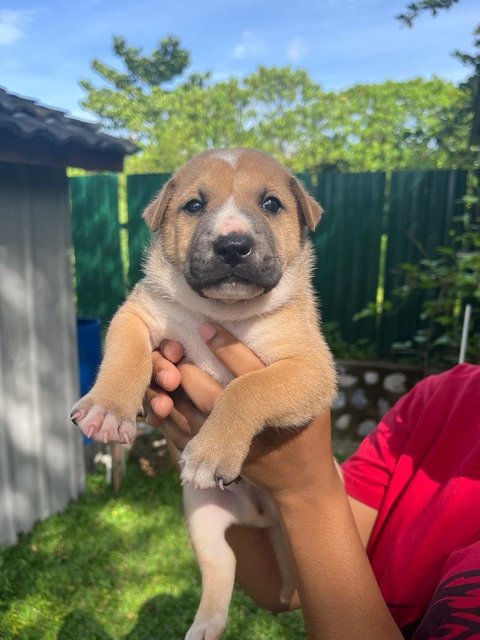 Gobi - Mixed Breed Dog