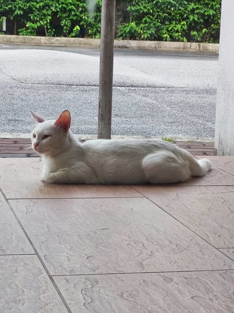 Snowy White Stray Cat Female  - Domestic Short Hair Cat