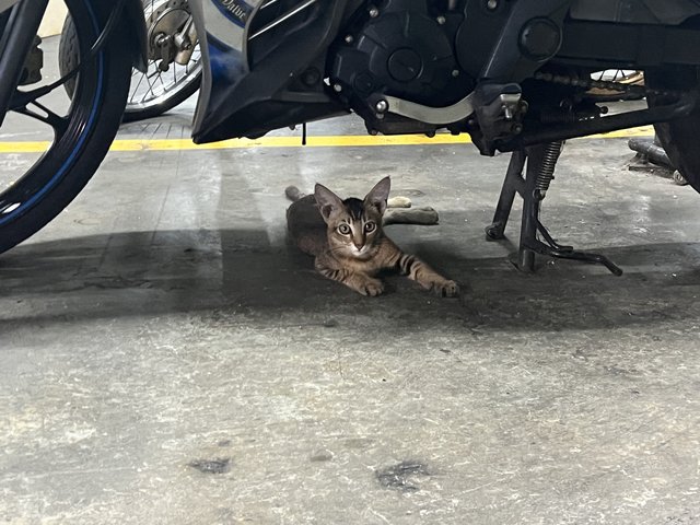 Carpark Babies - Domestic Short Hair Cat