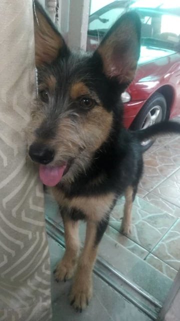 Tiger - Mixed Breed Dog