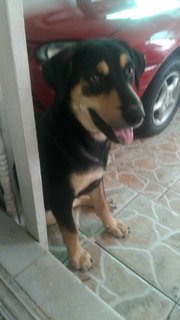 Tommy  - Rottweiler Dog