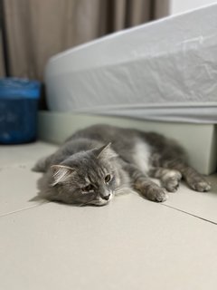 Leo - Domestic Medium Hair + Persian Cat