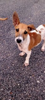 Snoopy (K) - Mixed Breed Dog