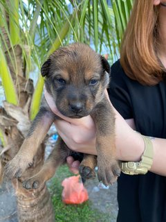 Blacky &amp; Brownie  - Mixed Breed Dog