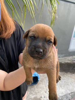 Blacky &amp; Brownie  - Mixed Breed Dog