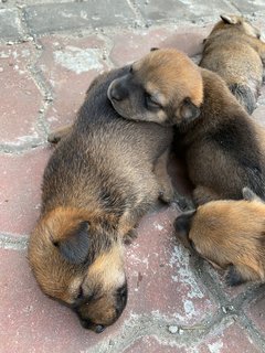 Blacky &amp; Brownie  - Mixed Breed Dog