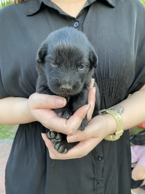 Blacky &amp; Brownie  - Mixed Breed Dog