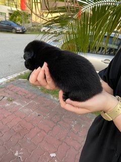 Blacky &amp; Brownie  - Mixed Breed Dog