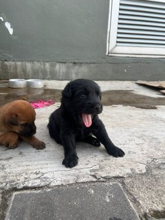 Blacky &amp; Brownie  - Mixed Breed Dog